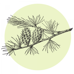 Arabinogalaktan ikona